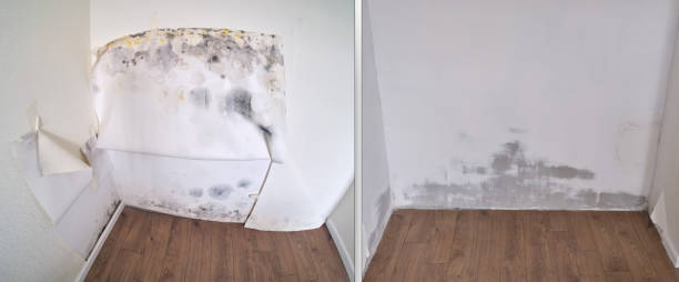 Best Mold Removal Near Me  in Drexel Heights, AZ